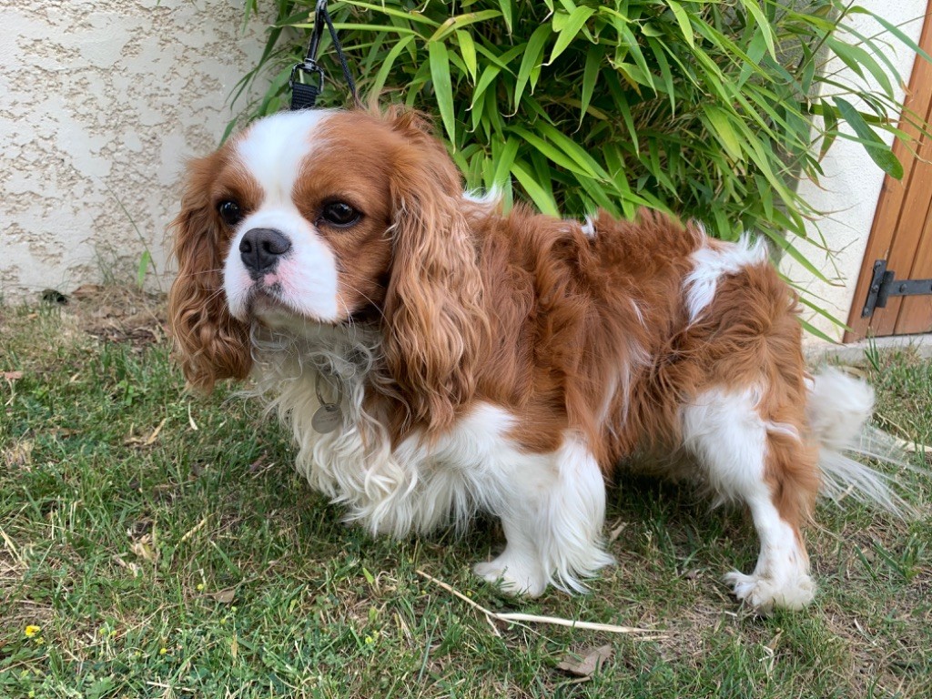 Du pont de la sumene - Cavalier King Charles