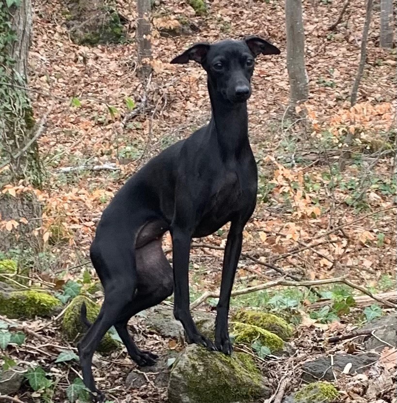 Uva negra Du pont de la sumene