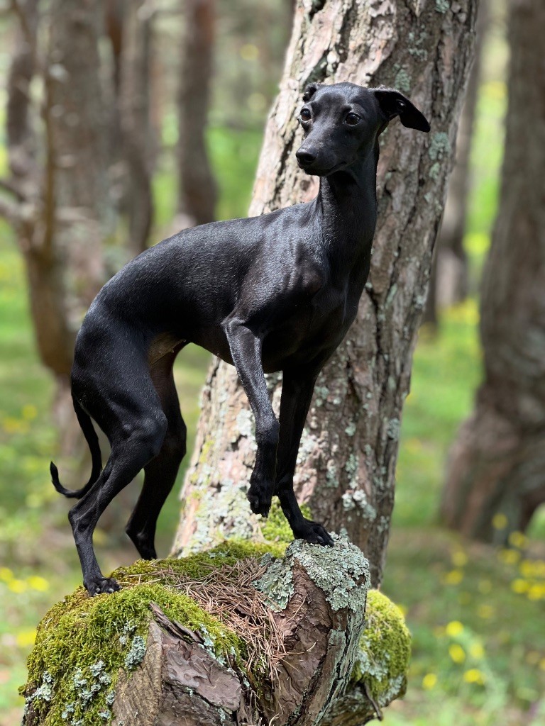 Uva negra Du pont de la sumene