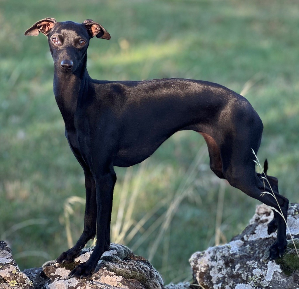 Uva negra Du pont de la sumene