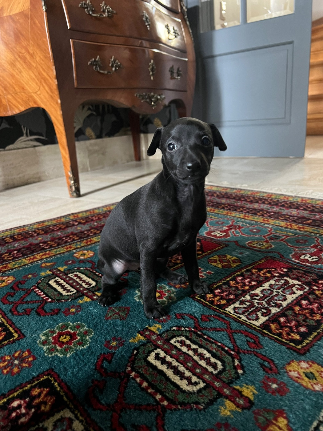 Du pont de la sumene - Chiots disponibles - Petit Levrier Italien