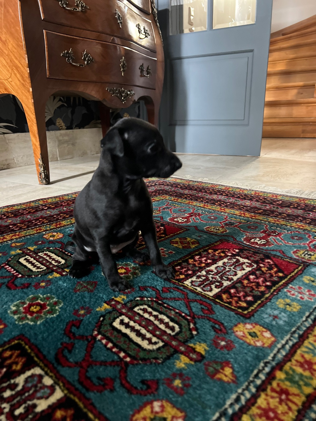 Du pont de la sumene - Chiots disponibles - Petit Levrier Italien