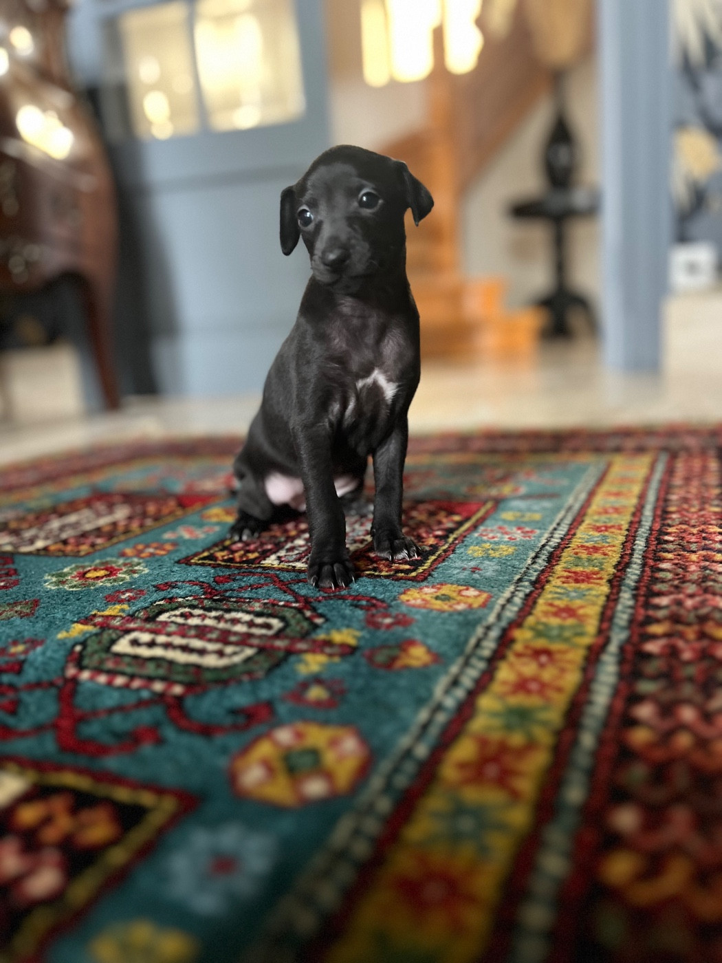 Du pont de la sumene - Chiots disponibles - Petit Levrier Italien