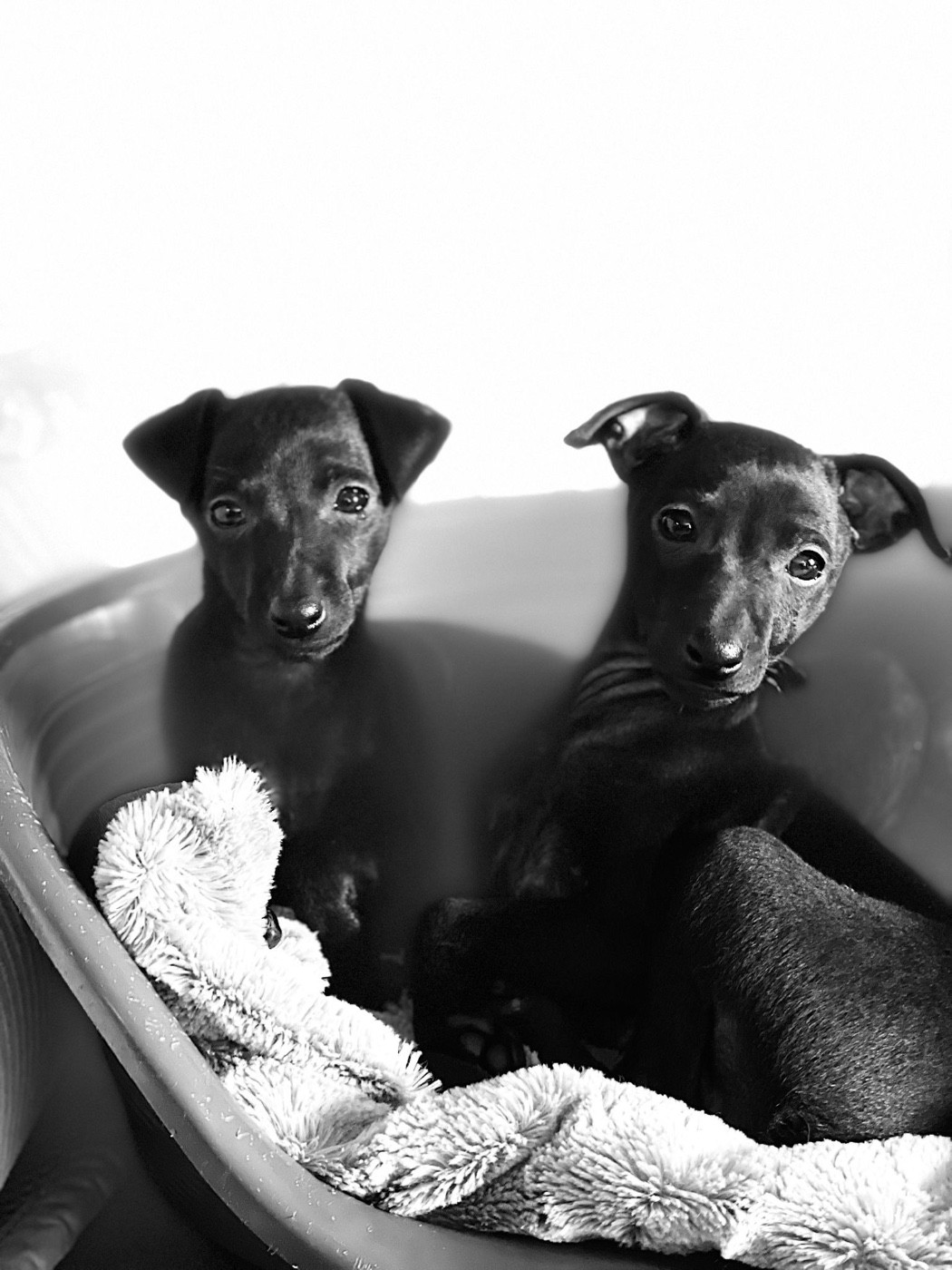 Chiot Petit Levrier Italien Du pont de la sumene