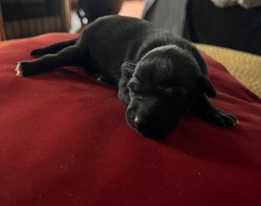 Du pont de la sumene - Chiots disponibles - Petit Levrier Italien