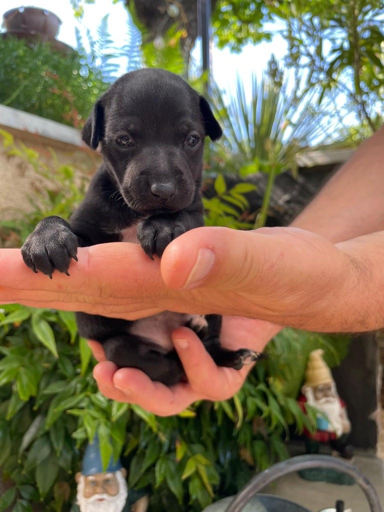 Du pont de la sumene - Chiots disponibles - Petit Levrier Italien
