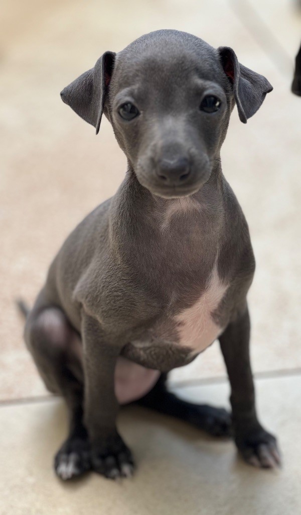 Du pont de la sumene - Chiots disponibles - Petit Levrier Italien