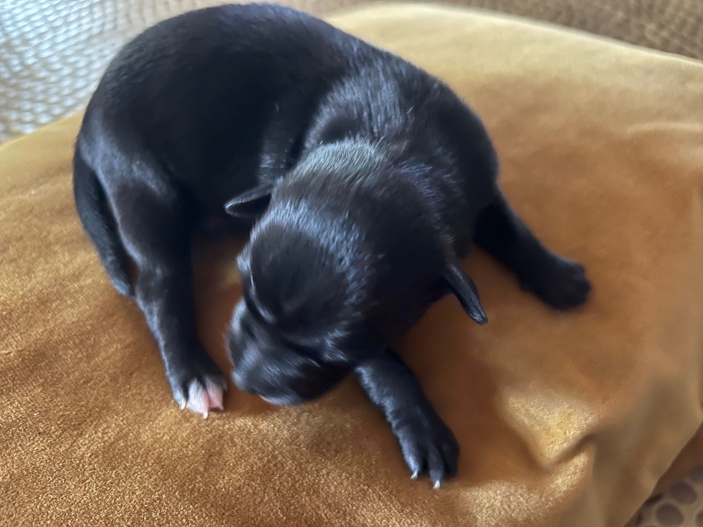 Du pont de la sumene - Chiots disponibles - Petit Levrier Italien