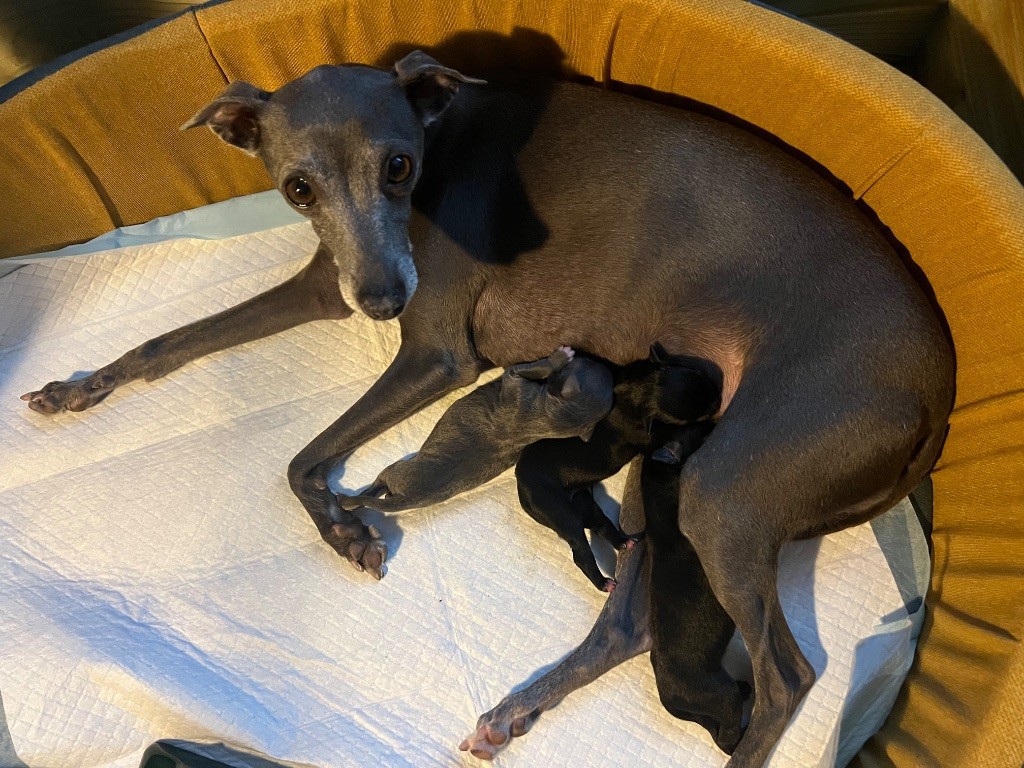 Chiot Petit Levrier Italien Du pont de la sumene