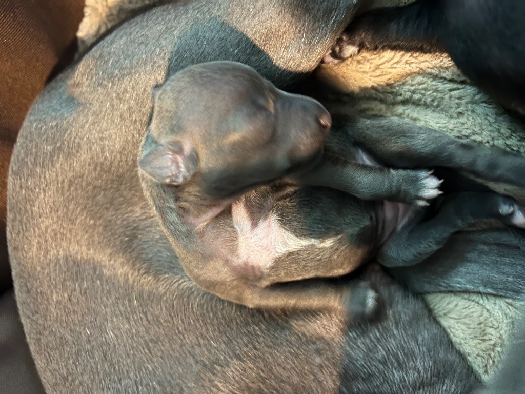Du pont de la sumene - Chiots disponibles - Petit Levrier Italien