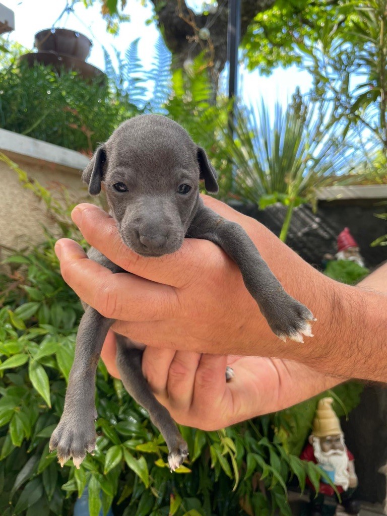 Du pont de la sumene - Chiots disponibles - Petit Levrier Italien