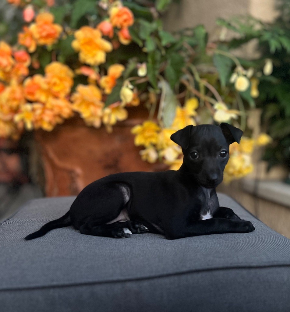 Du pont de la sumene - Chiots disponibles - Petit Levrier Italien